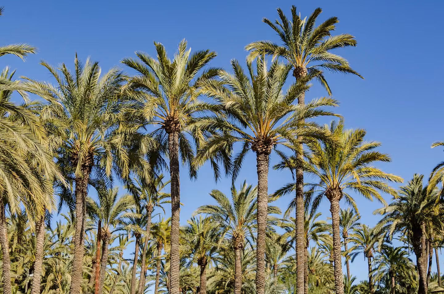 Elche